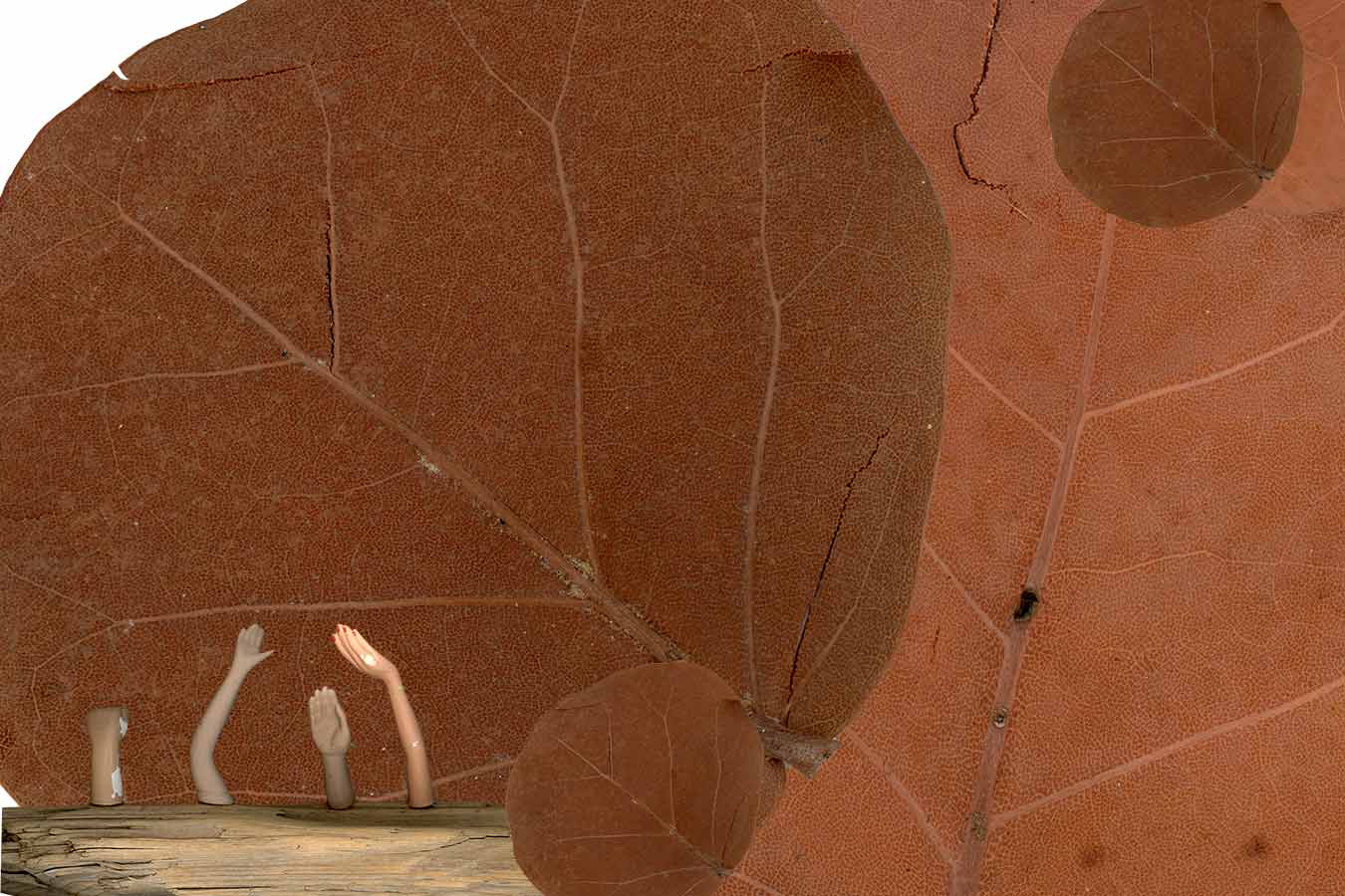 Fondo